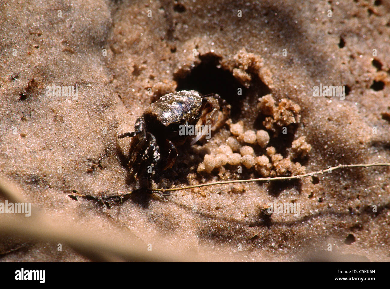 Fiddler crab Uca , Isola del nord, SC Foto Stock