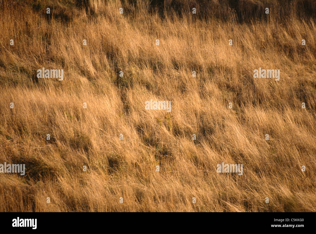 Saltato vento campi d'autunno, Hunter, NY Foto Stock