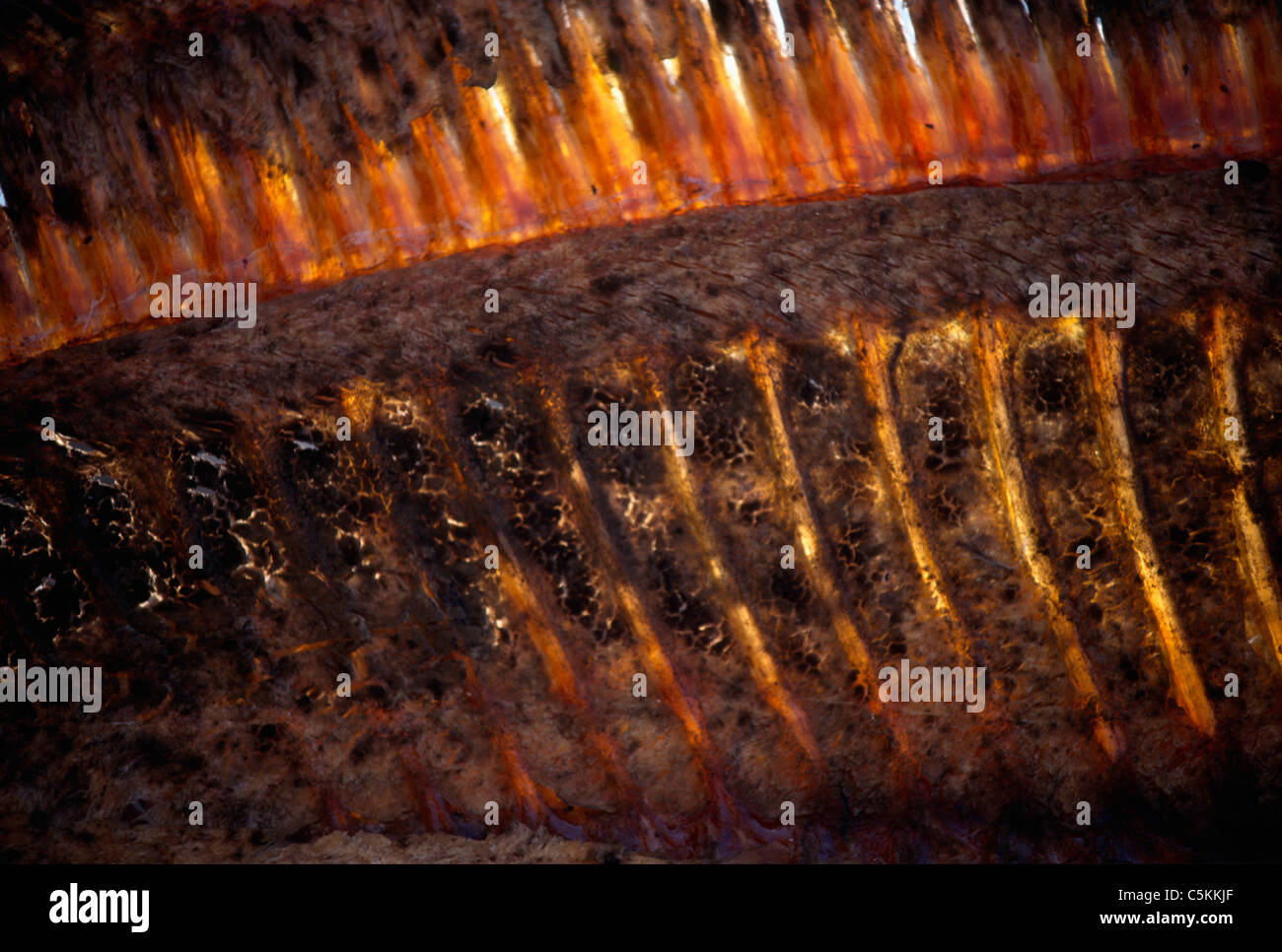 I pesci morti, Lago di Montauk, NY Foto Stock