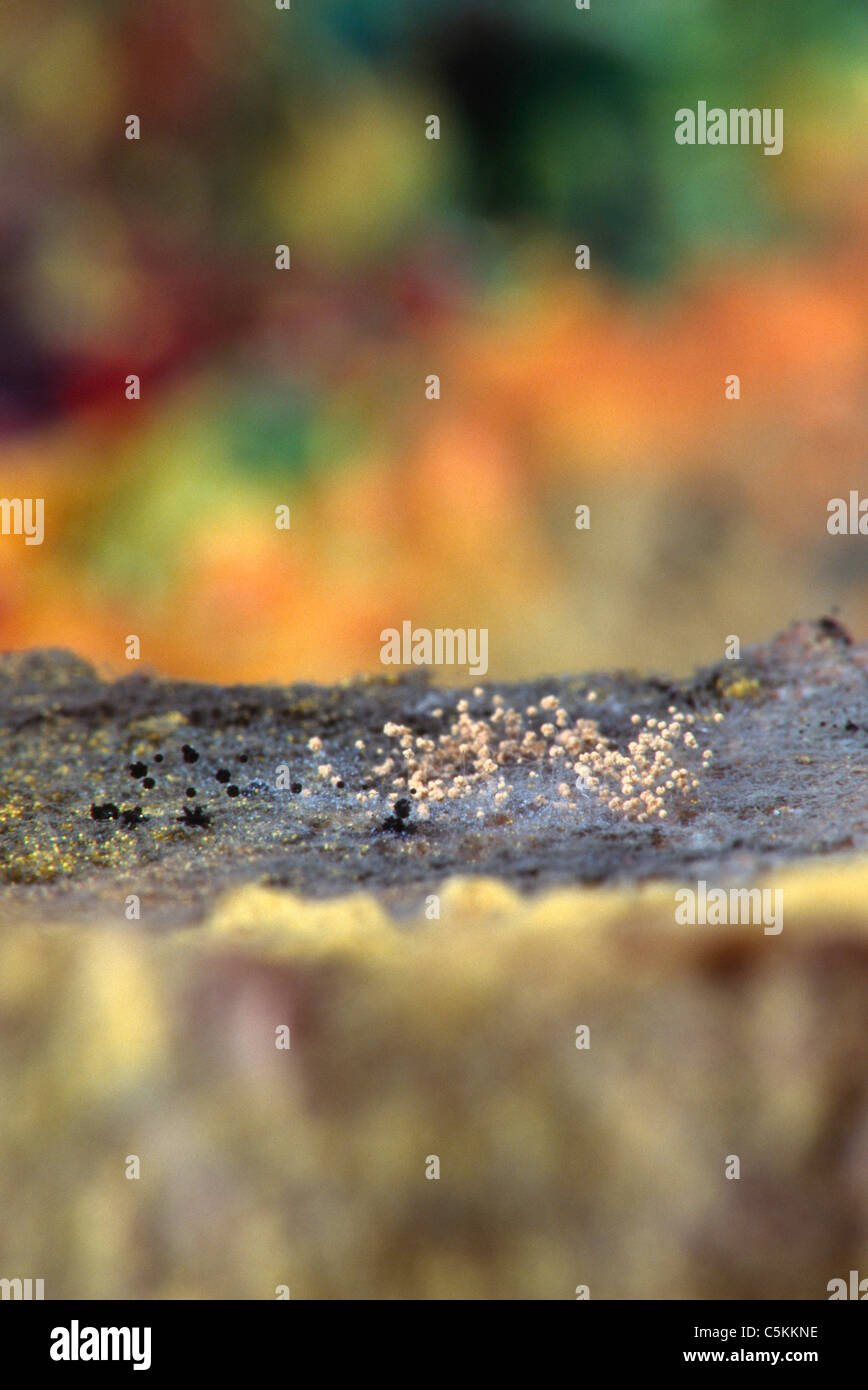 Levette sotto il cielo colorato, NYC Foto Stock