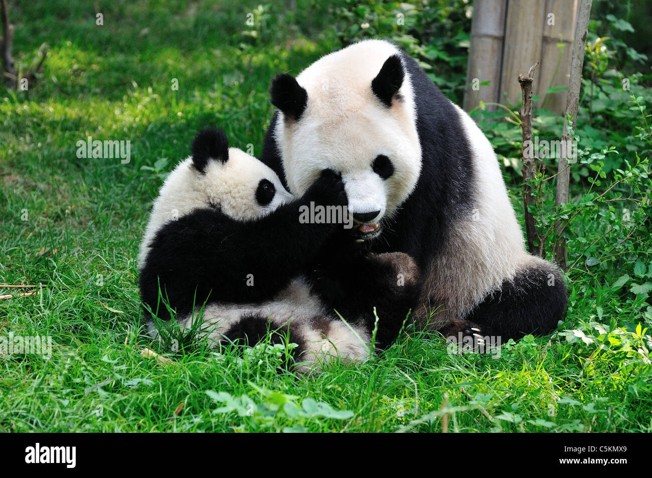 Panda gigante giocando in erba. Chengdu Sichuan, in Cina. Foto Stock