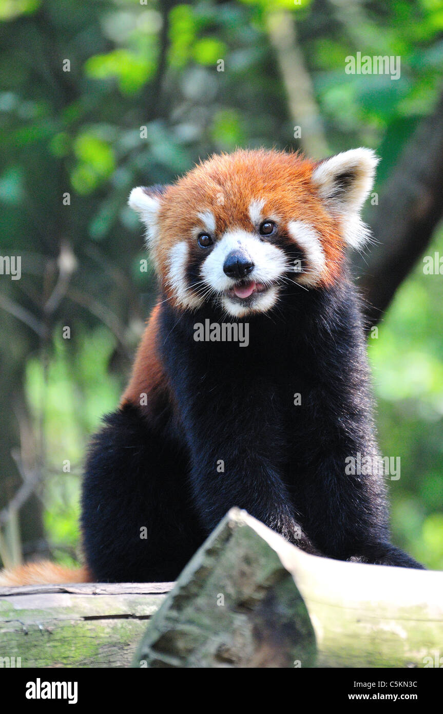 Panda rosso (Ailurus fulgens). Chengdu Research Base del Panda Gigante Allevamento, Chengdu, in Cina. Foto Stock