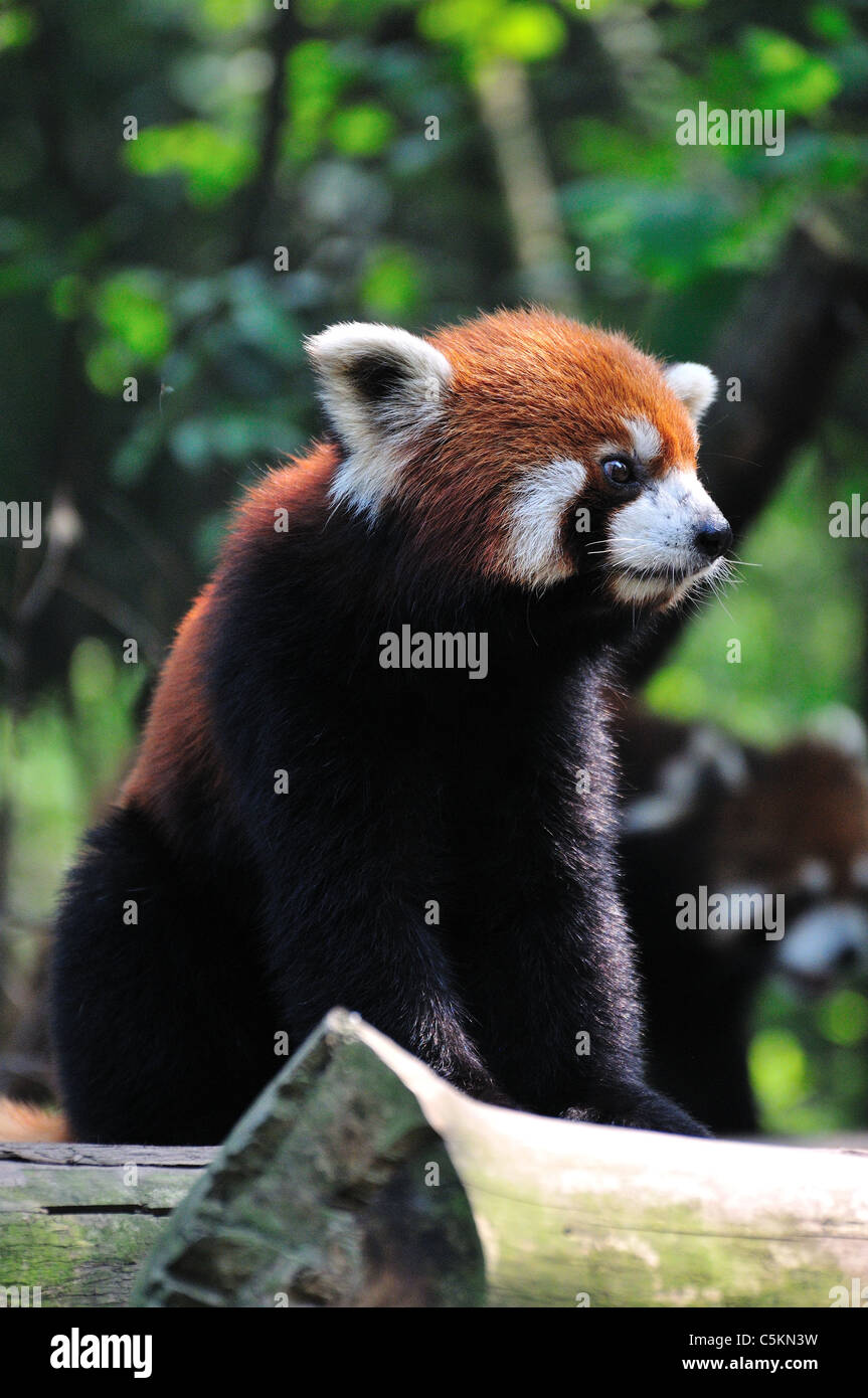 Panda rosso (Ailurus fulgens). Chengdu Research Base del Panda Gigante allevamento. Chengdu, in Cina. Foto Stock