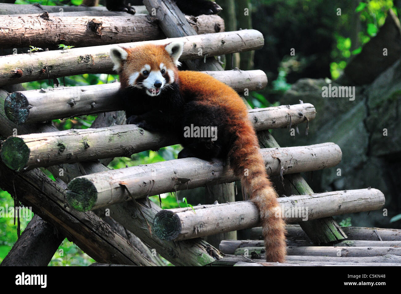 Panda rosso (Ailurus fulgens). Chengdu Research Base del Panda Gigante Allevamento, Chengdu, in Cina. Foto Stock