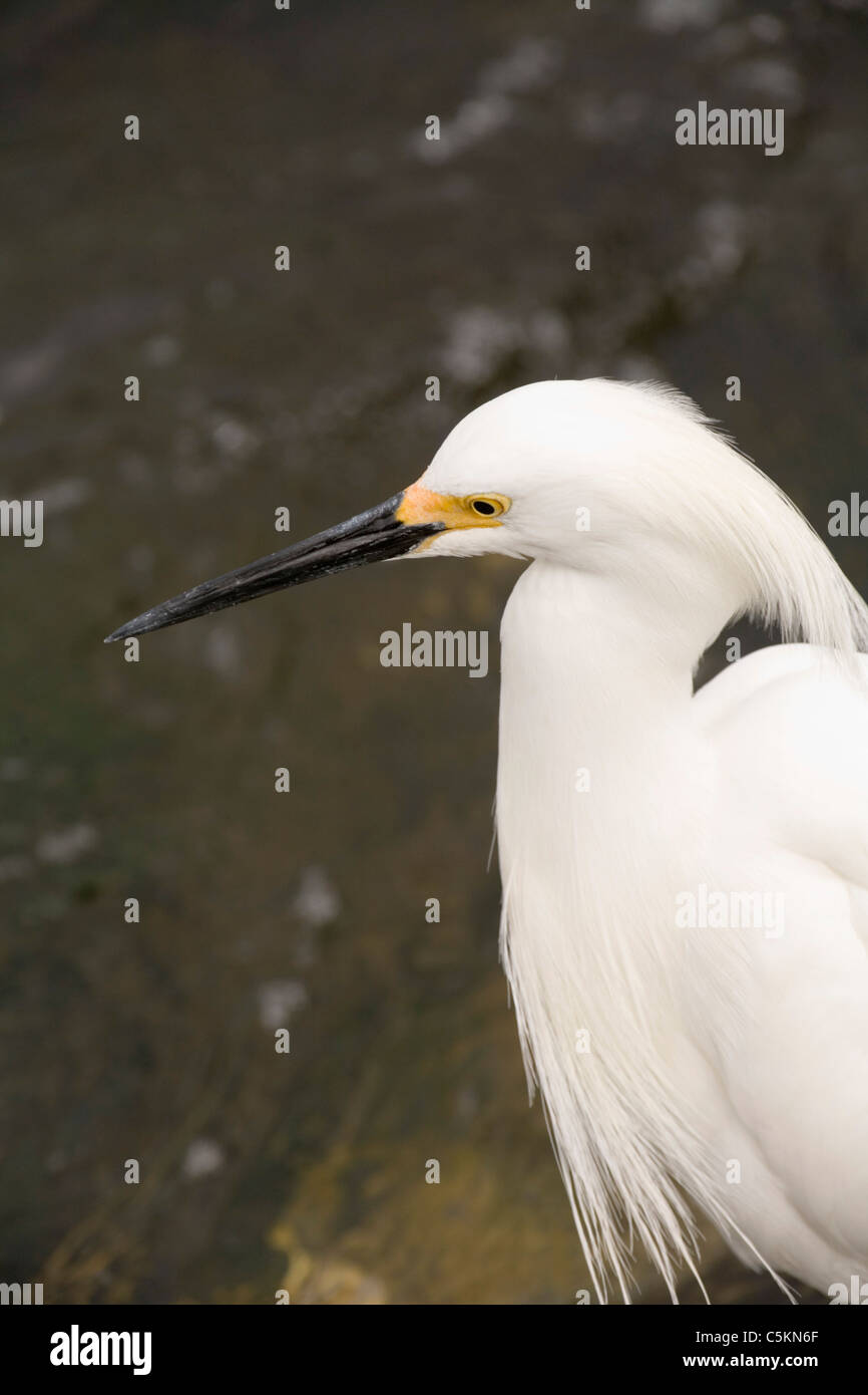 Snowy Garzetta caccia, J. N. Ding Darling National Wildlife Refuge, Sanibel Island, F Foto Stock
