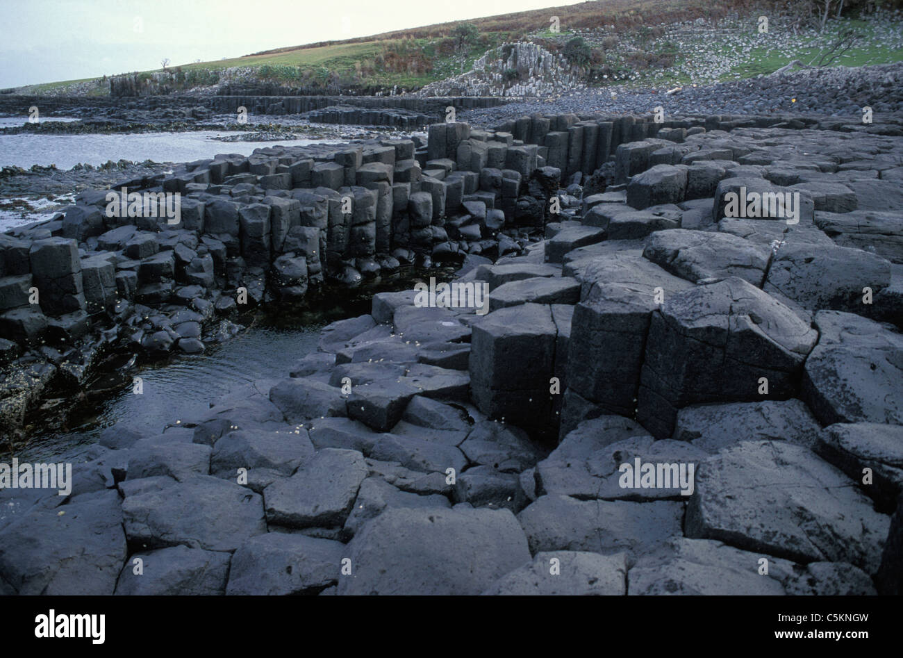 Basalto colonnare rock formazione simile al Giants Causeway in Irlanda del Nord, Isola Chatham, Nuova Zelanda. Foto Stock