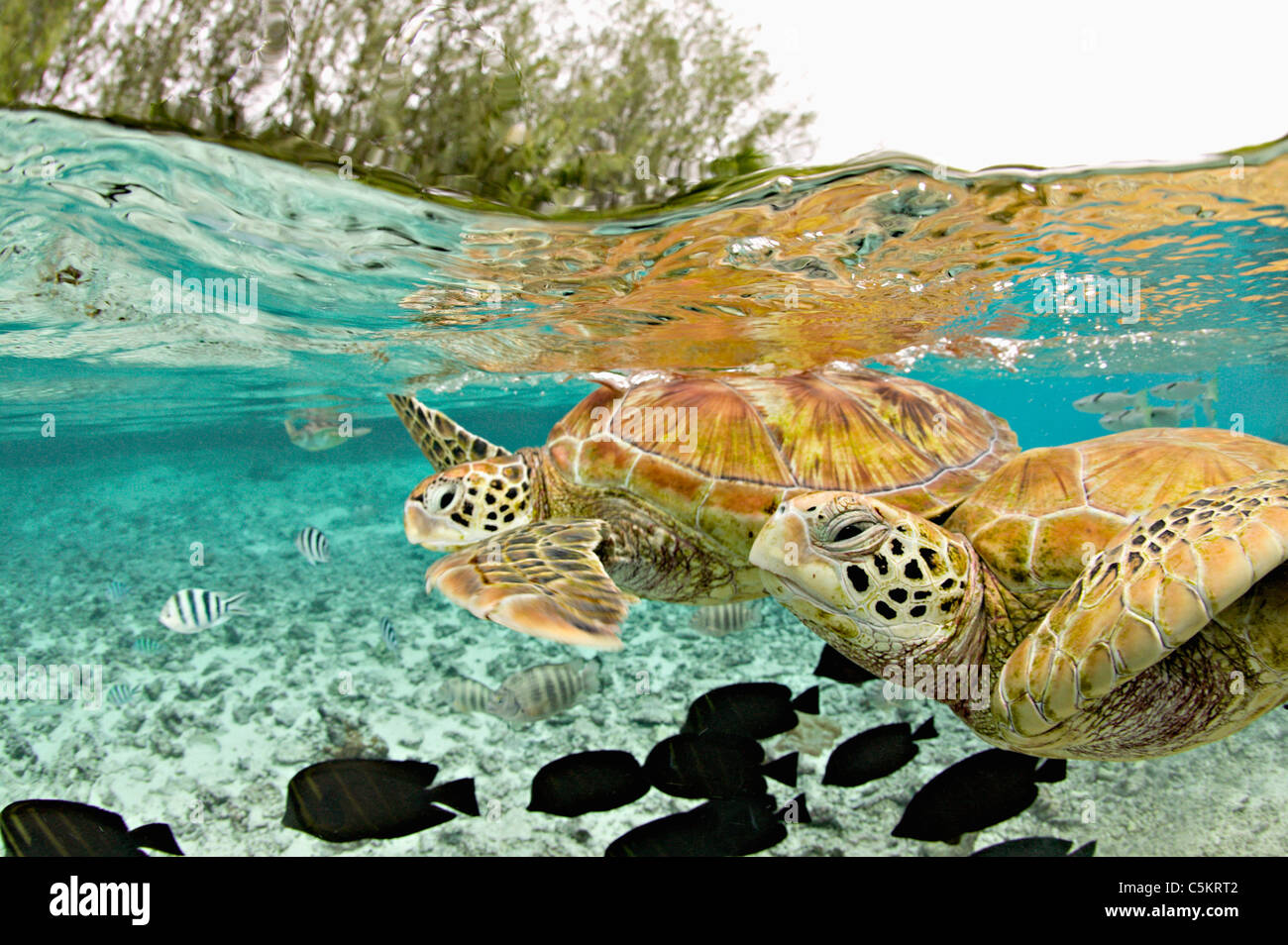In via di estinzione tartarughe marine verdi (Chelonia Mydas) nella grande laguna al centro tartarughe. Over-sotto tiro. Le Meridien Resort, Bora Foto Stock