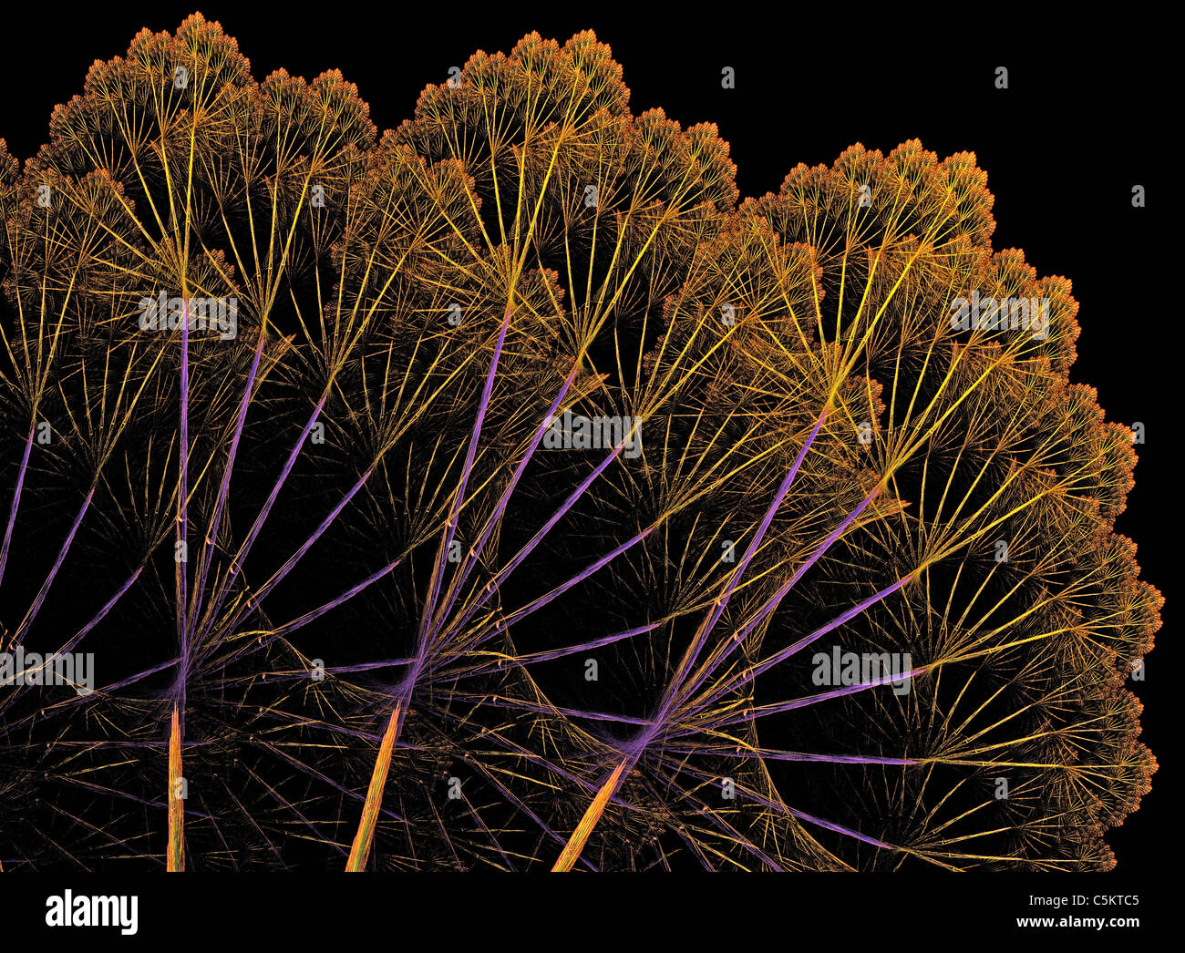 Un frattale di fiamma di un Umbellifer creati utilizzando le apofisi programma per computer Foto Stock
