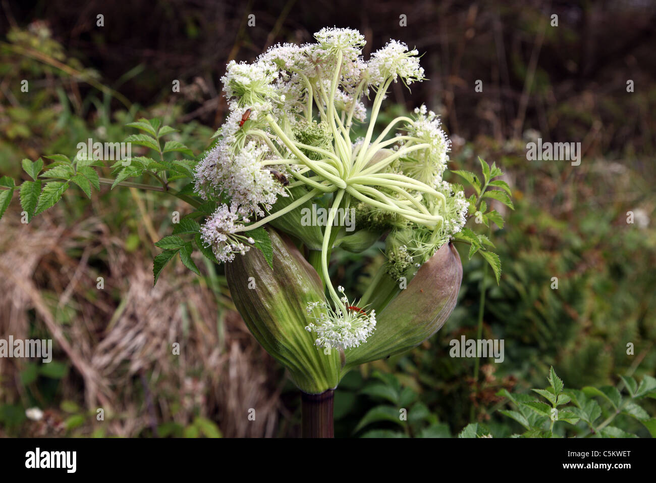 La cicuta velenosi di fiori selvaggi che crescono in Co Kerry Foto Stock
