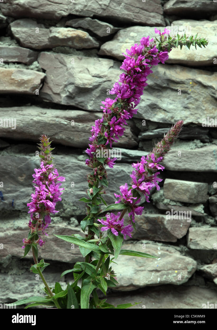 Purple Loosestrife nativo di fiori selvaggi irlandese Foto Stock