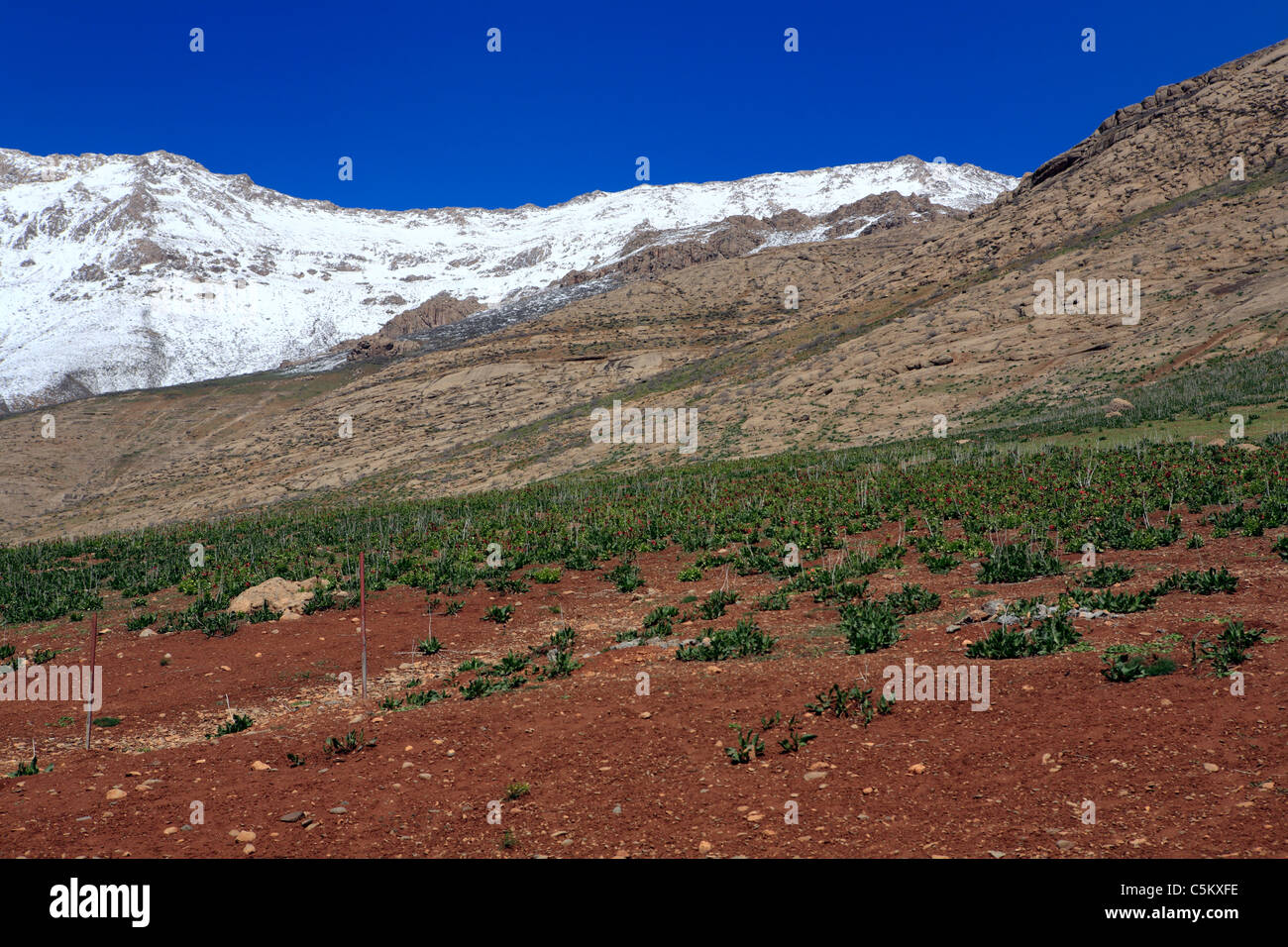 Monti Zagros, provincia Chahar-Mahal e Bakhtyaria, Iran Foto Stock