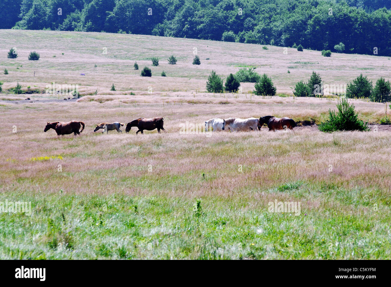 Libera cavalli al pascolo nelle montagne dei Balcani - Bulgaria Foto Stock