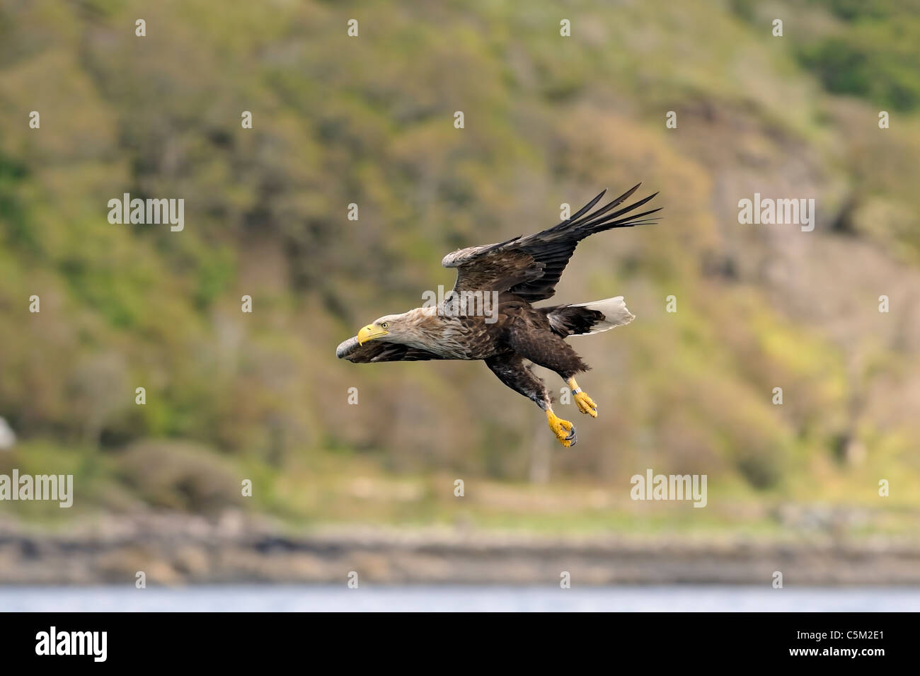 Una coda bianca eagle (sea eagle) circa per sradicare un pesce dal mare Foto Stock