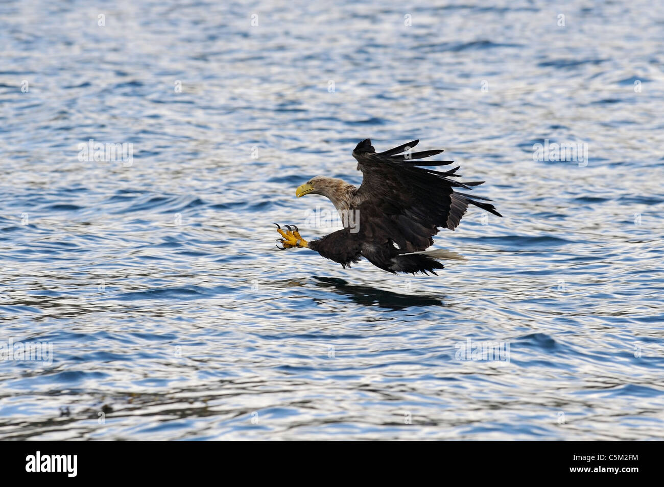Una coda bianca eagle (sea eagle) circa per sradicare un pesce dal mare, Mull, Scozia, Foto Stock