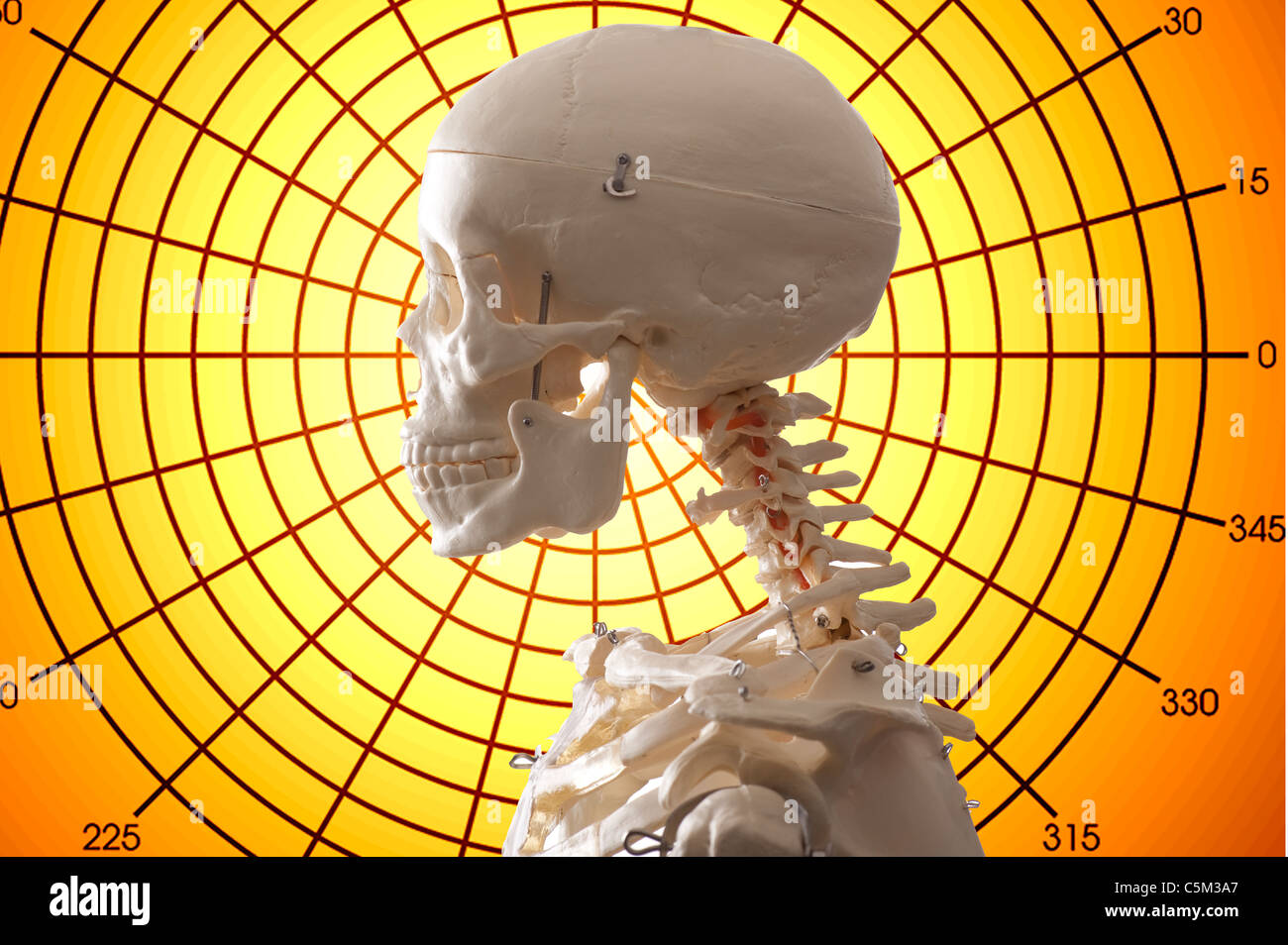 Scheletro umano e medical sfondo grafico Foto Stock