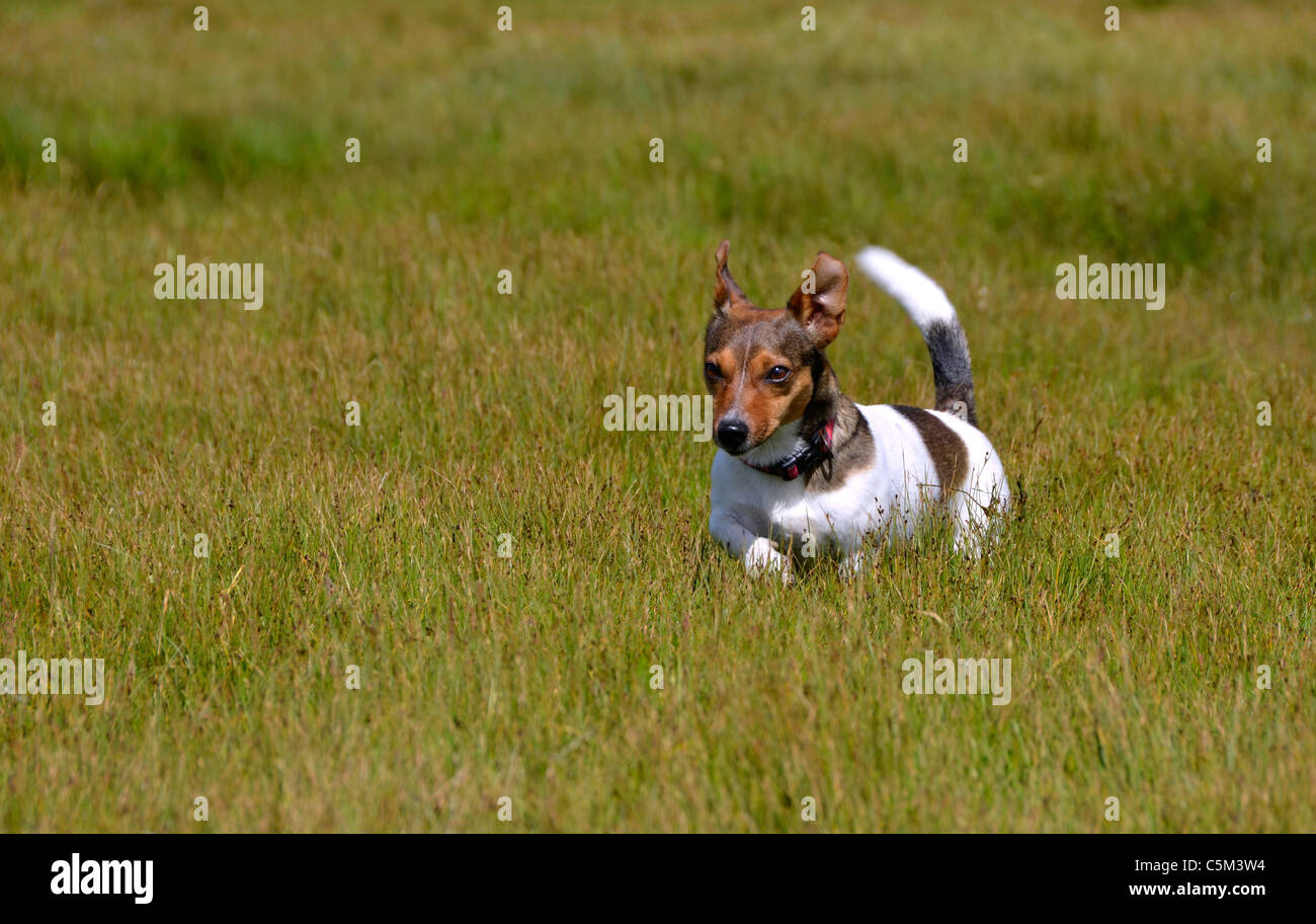 Carino piccolo tricolore Jack Russell Terrier in piedi nel campo di erba Staring Foto Stock