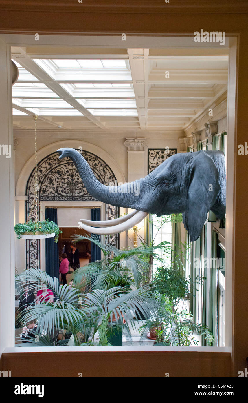 Un elefante africano trofeo testa adorna la parete del conservatorio presso la George Eastman House e Museo di Rochester, New York. Foto Stock