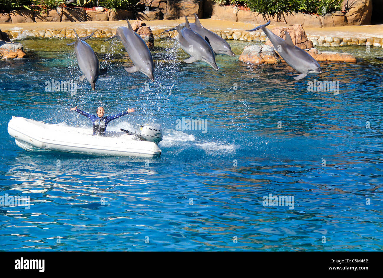Dolphin jumping in un mare mostra mondiale in Surfers Paradise Gold Coast di Queensland in Australia Foto Stock