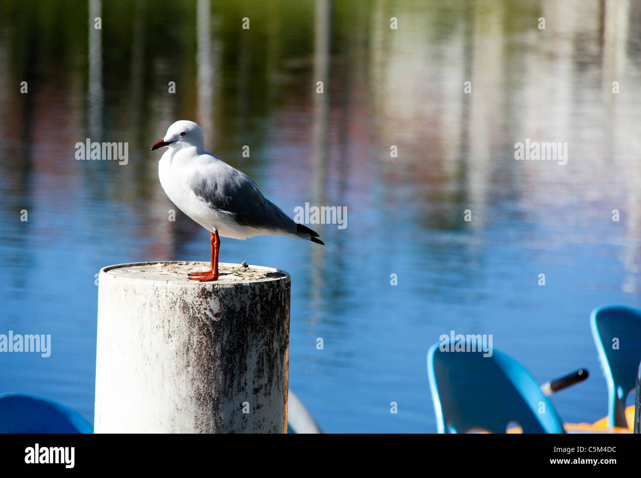Seagull in piedi su un palo di ormeggio contro acqua Foto Stock