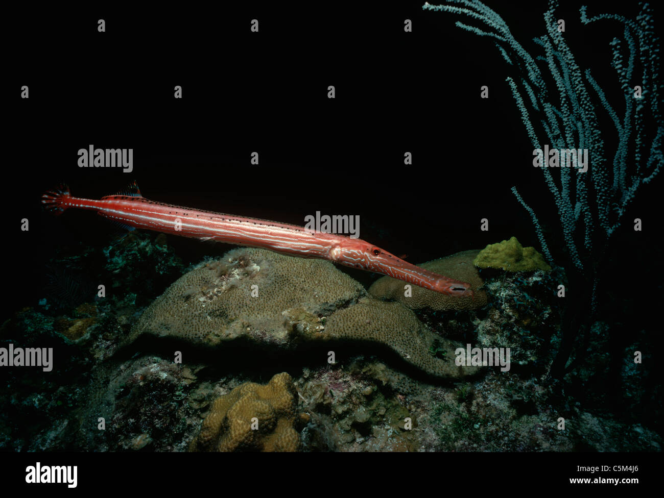 Trumpetfish (Aulostomus maculatus) a notte. Grand Turk Island, Isole Turks e Caicos, Mar dei Caraibi Foto Stock