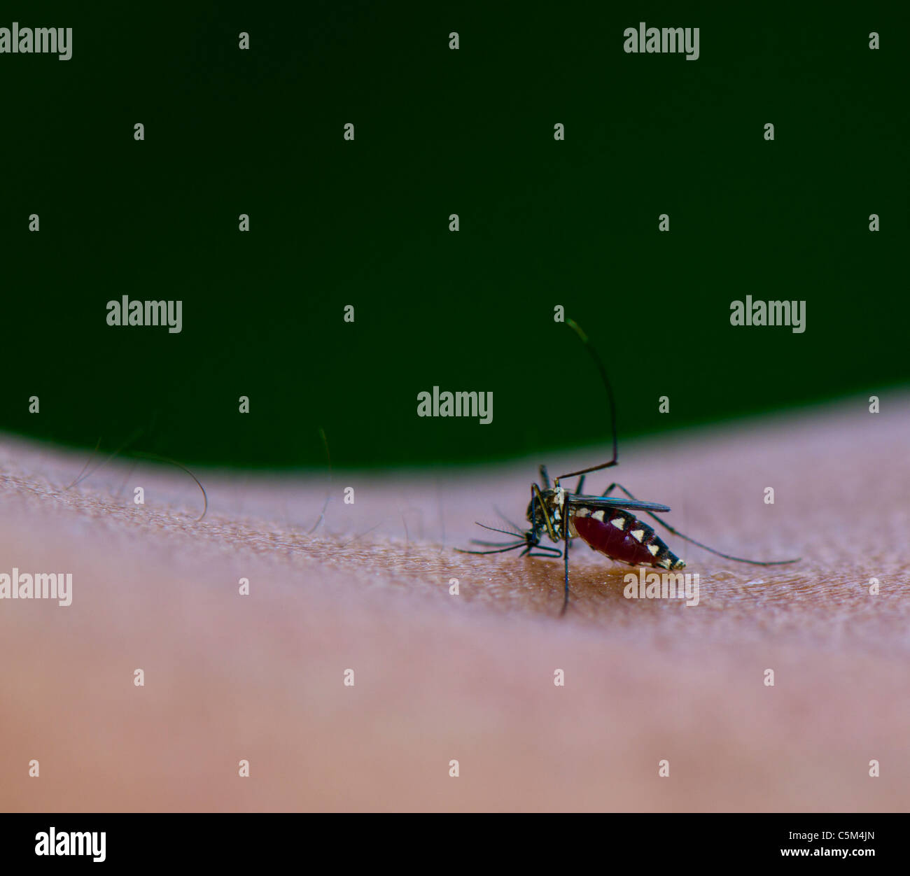 Mosquito succhiare il sangue dalla pelle umana corpo Foto Stock