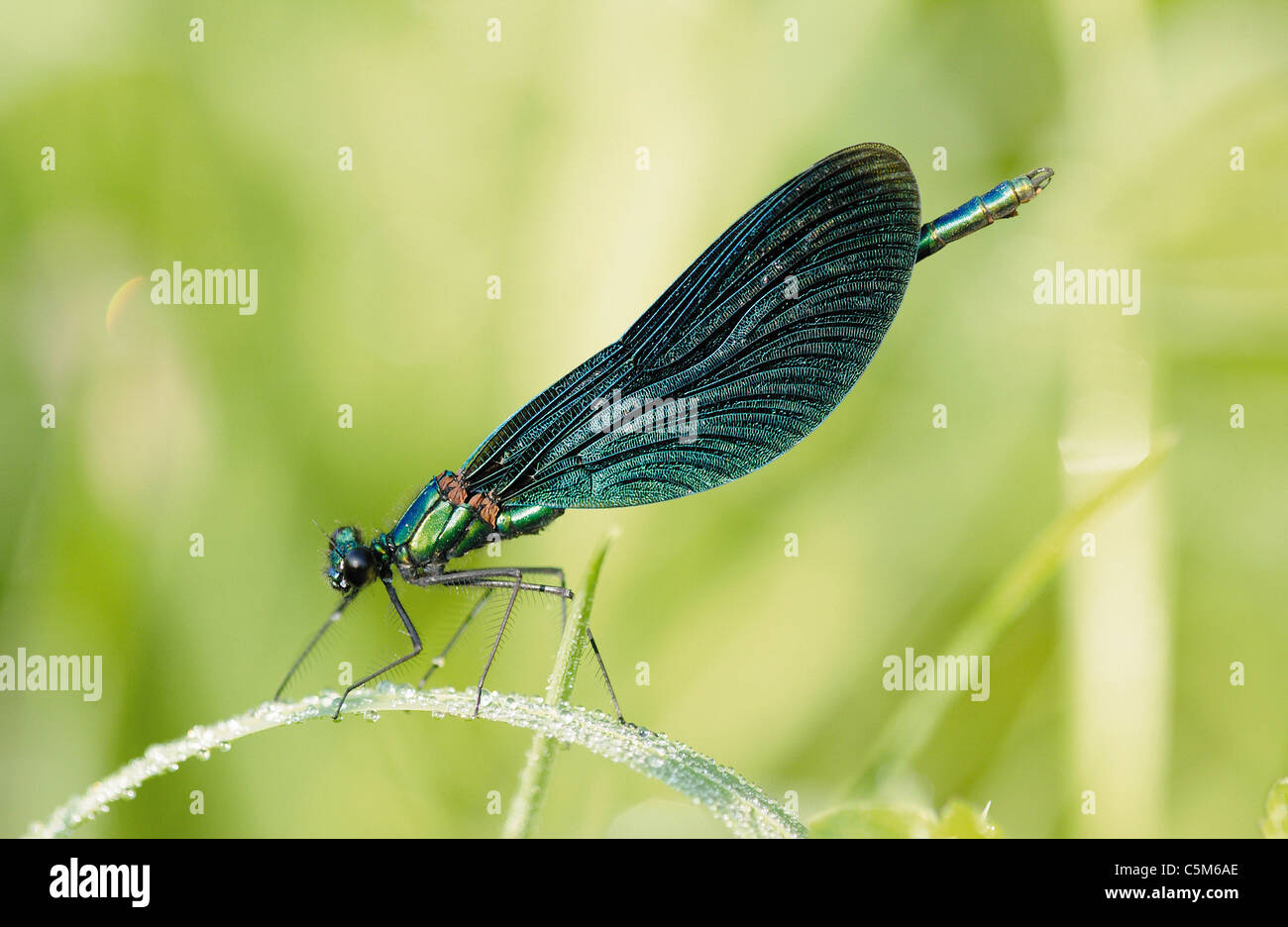 Demoiselles , ampio-winged damselflies / calopterygidae agrionidae Foto Stock