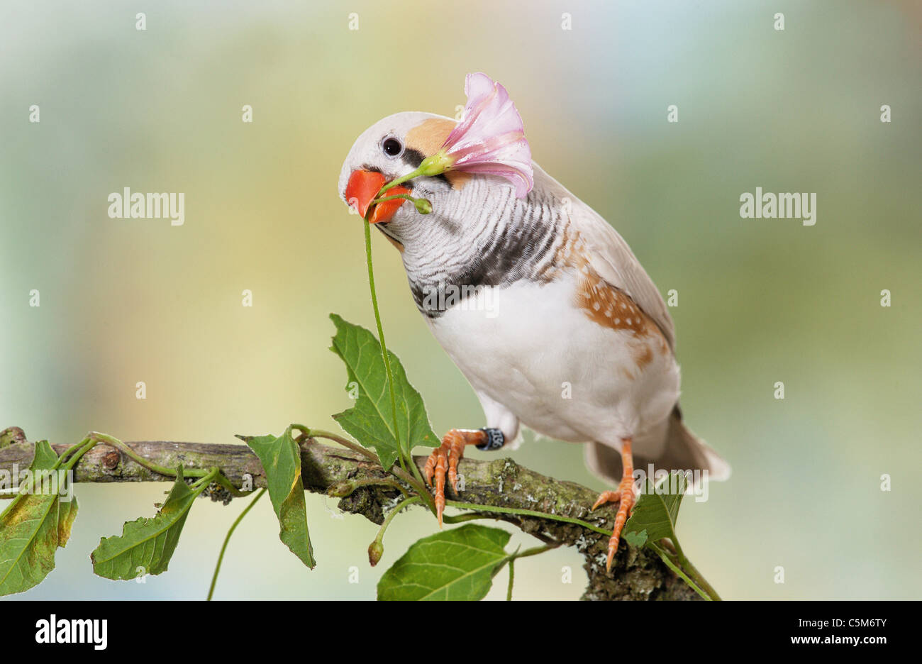 Zebra Finch (Taenipygia Guttata). Uccello adulto appollaiato su un ramoscello, tirando atflowering Hedge Bindweed. Germania Foto Stock