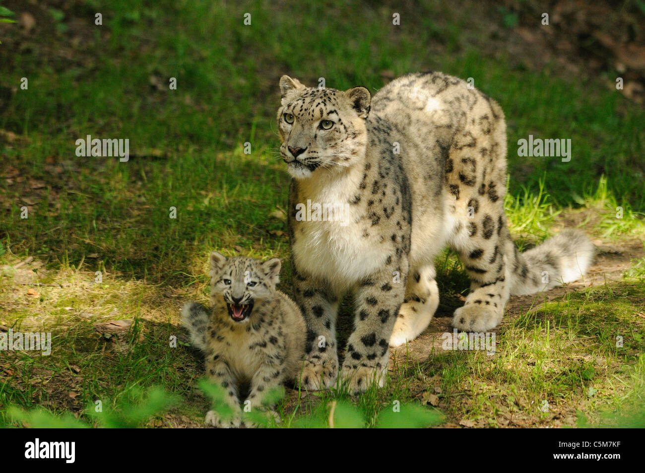 Snow Leopard e cub / Uncia uncia Foto Stock