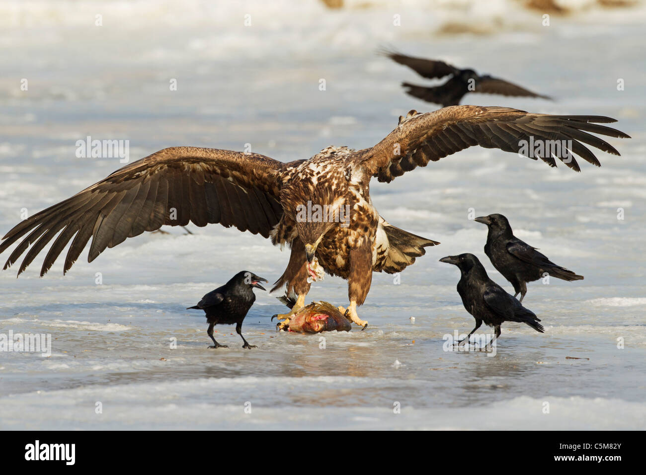 White-tailed Eagle con la preda / Haliaeetus albicilla Foto Stock
