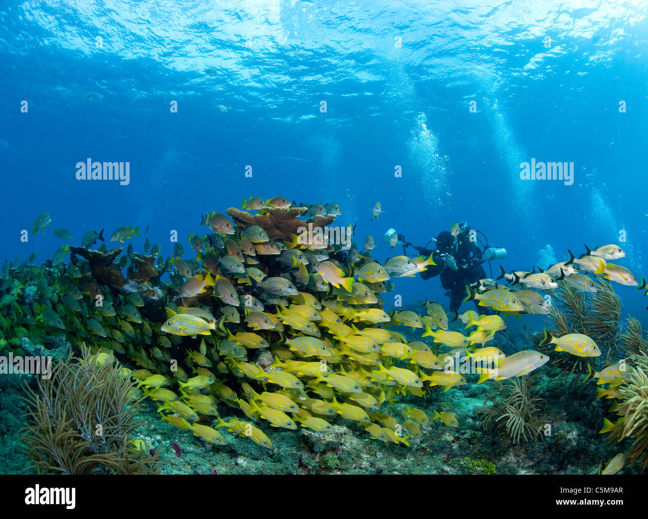 Fotografo subacqueo e la scuola di pesce, Florida Keys National Marine Sanctuary Foto Stock