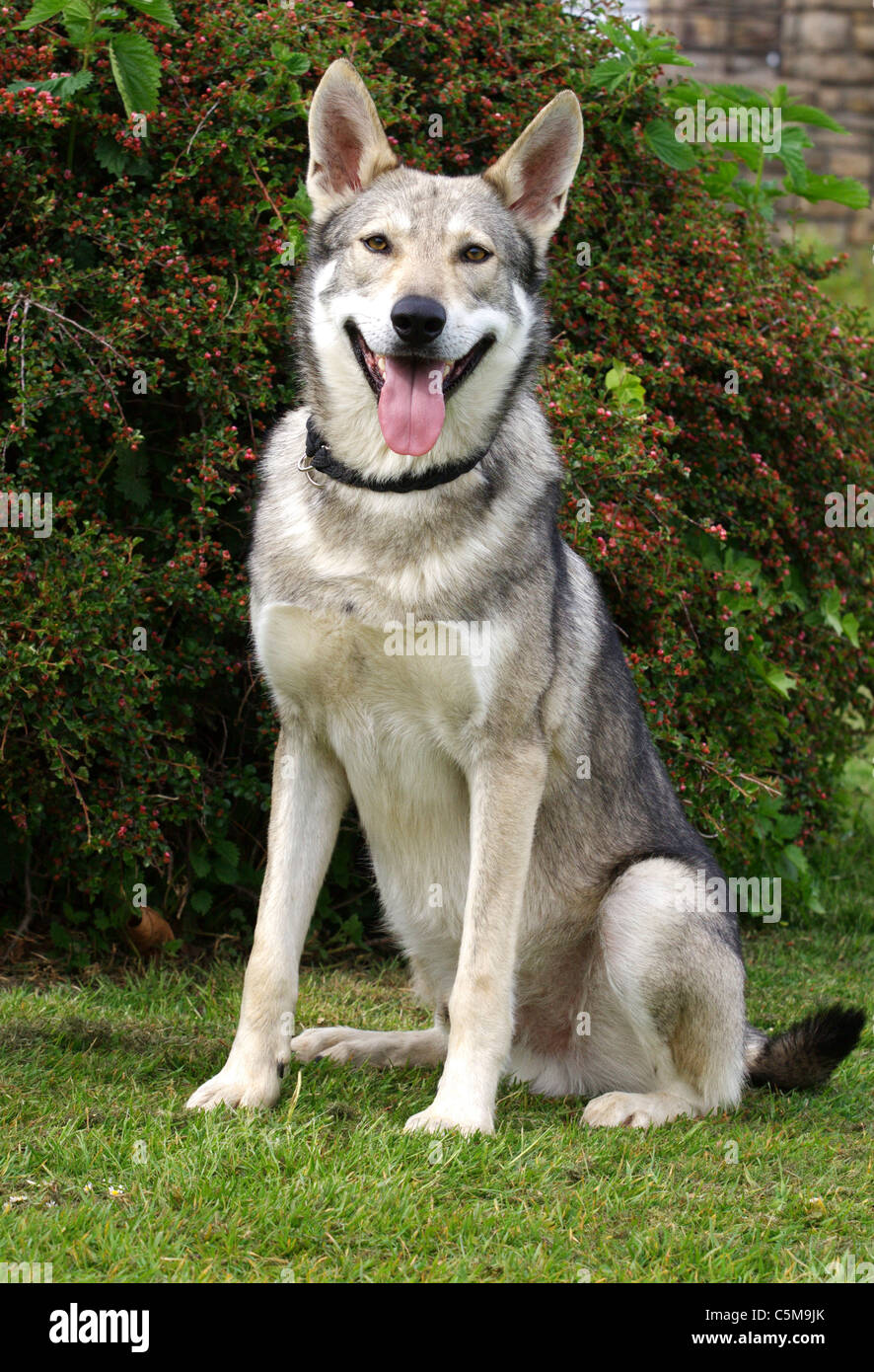 Saarlooswolfhond - seduta sul prato Foto Stock