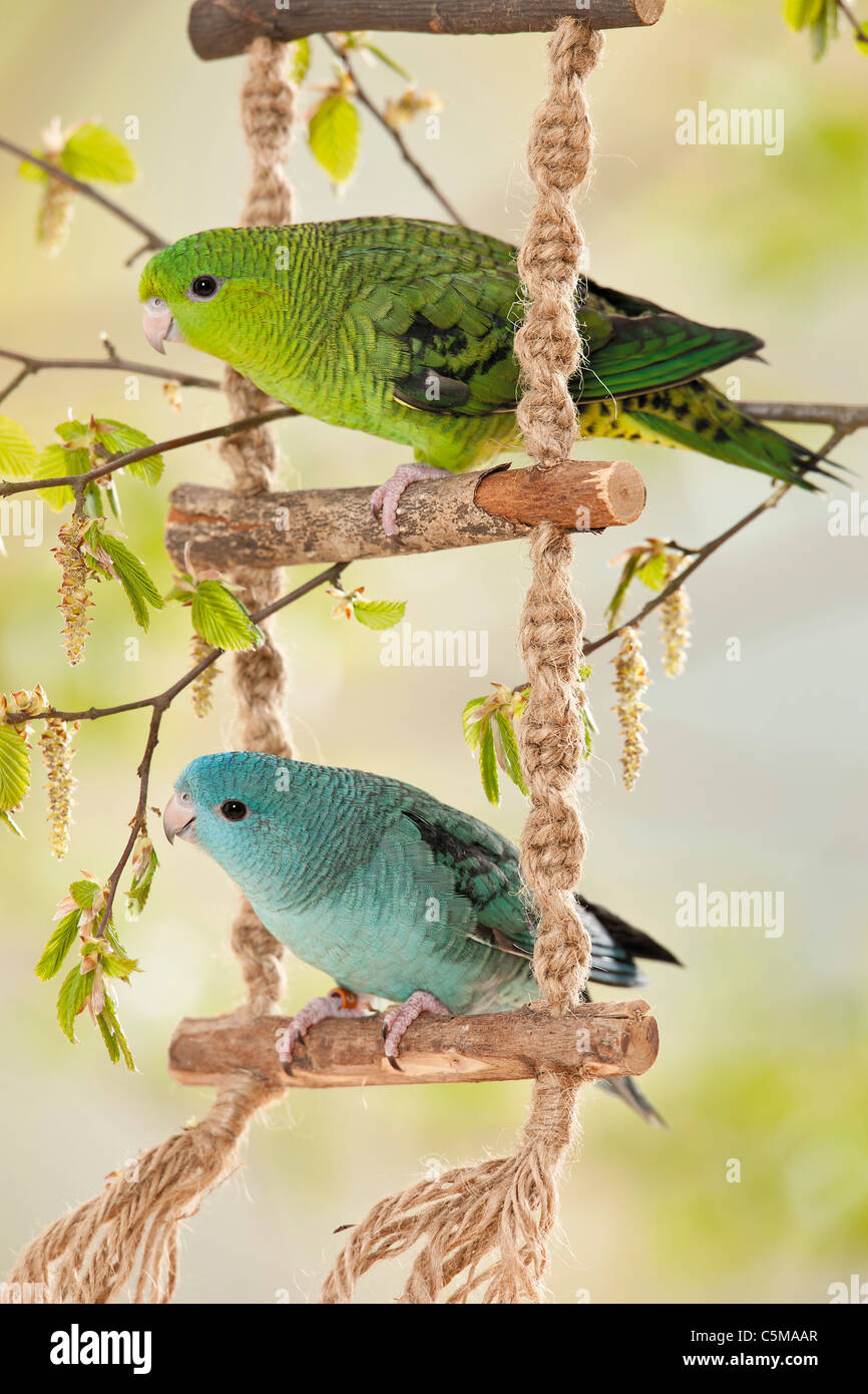 Due giovani sbarrate parrocchetti / Bolborhynchus lineola Foto Stock