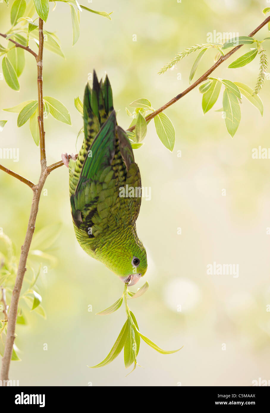 Giovani sbarrate parrocchetto / Bolborhynchus lineola Foto Stock