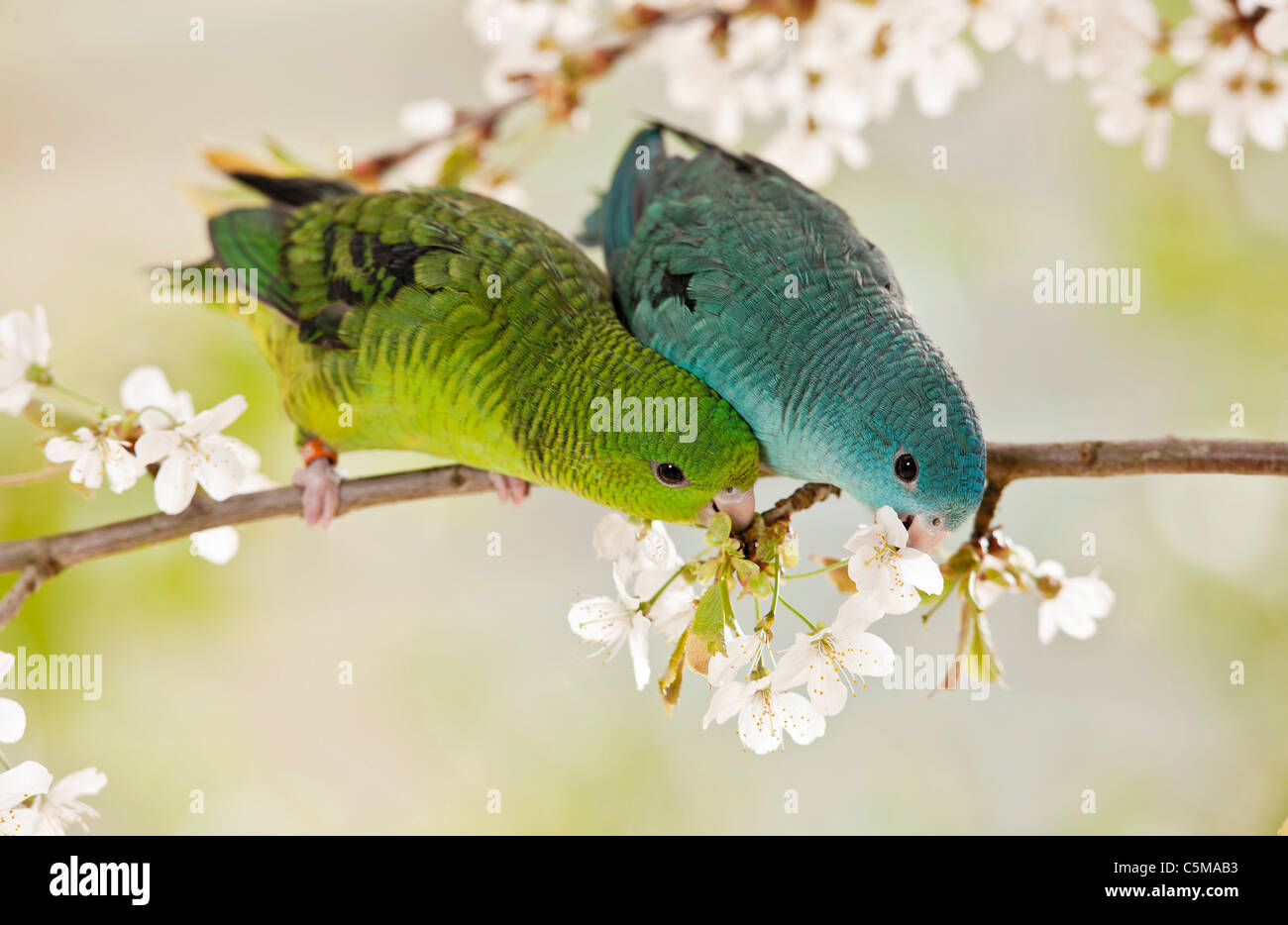 Due giovani sbarrate parrocchetti / Bolborhynchus lineola Foto Stock