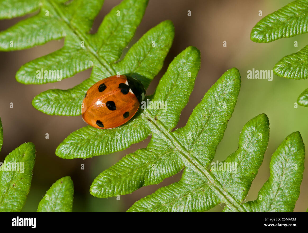 ladybird a sette punti sul fronte bracken Foto Stock