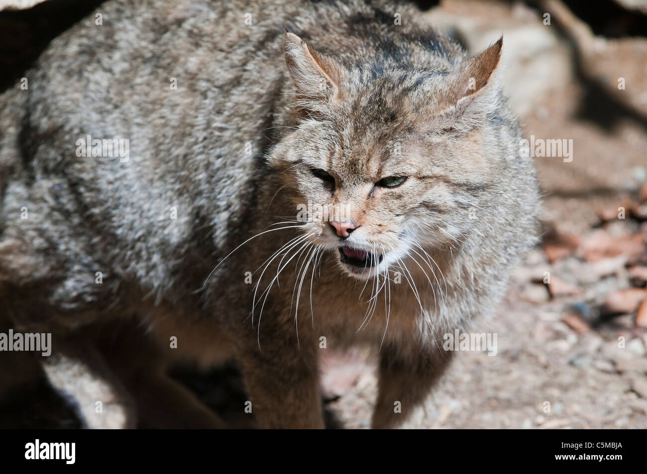 Gatto selvatico europeo, Felis silvestris nel suo territorio Foto Stock