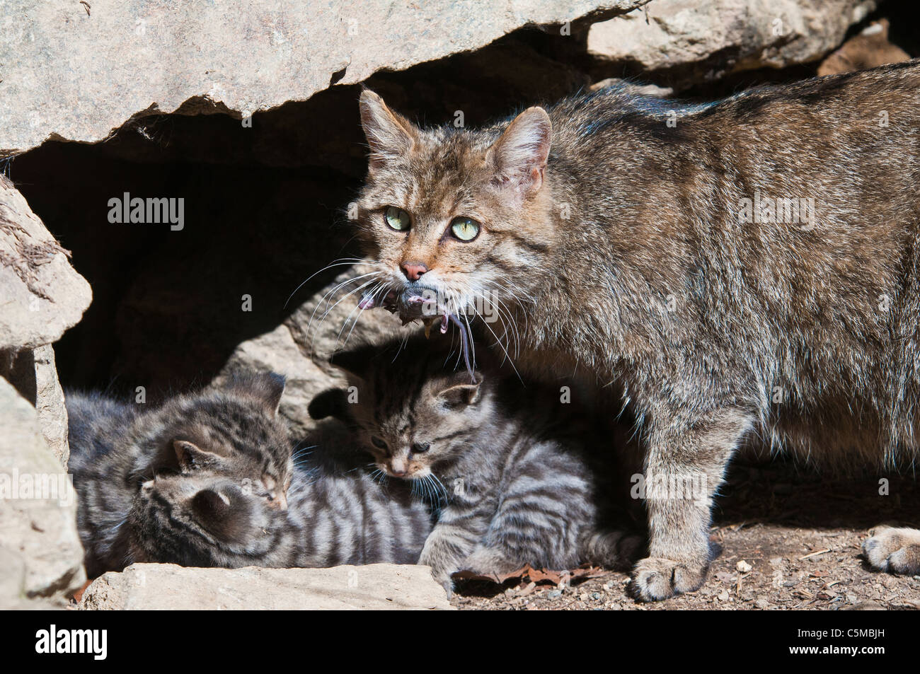 Gatto selvatico europeo, Felis silvestris, alimentando la loro giovane Foto Stock