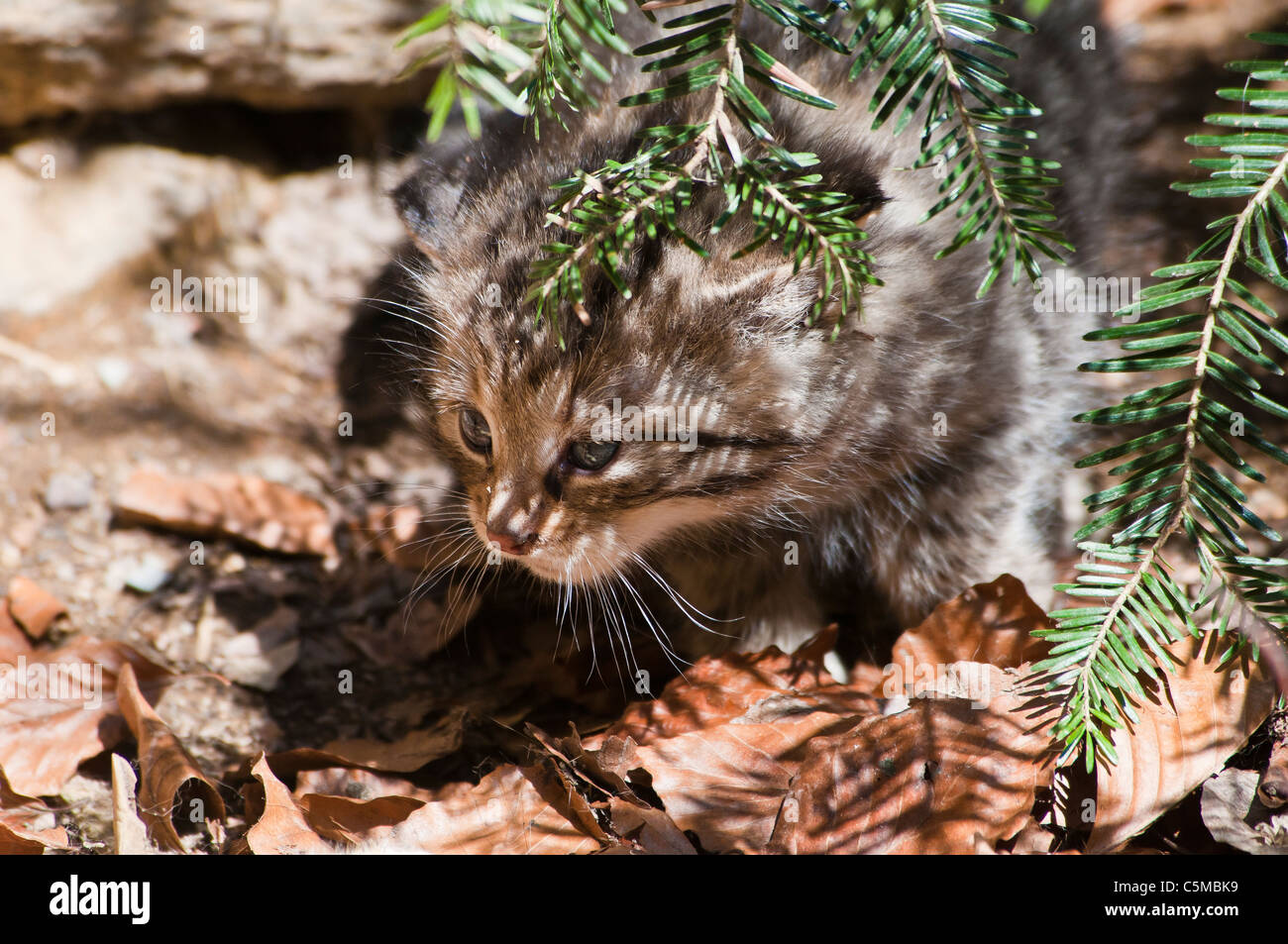 I giovani europei wildcat, Felis silvestris, esplorando l'ambiente Foto Stock