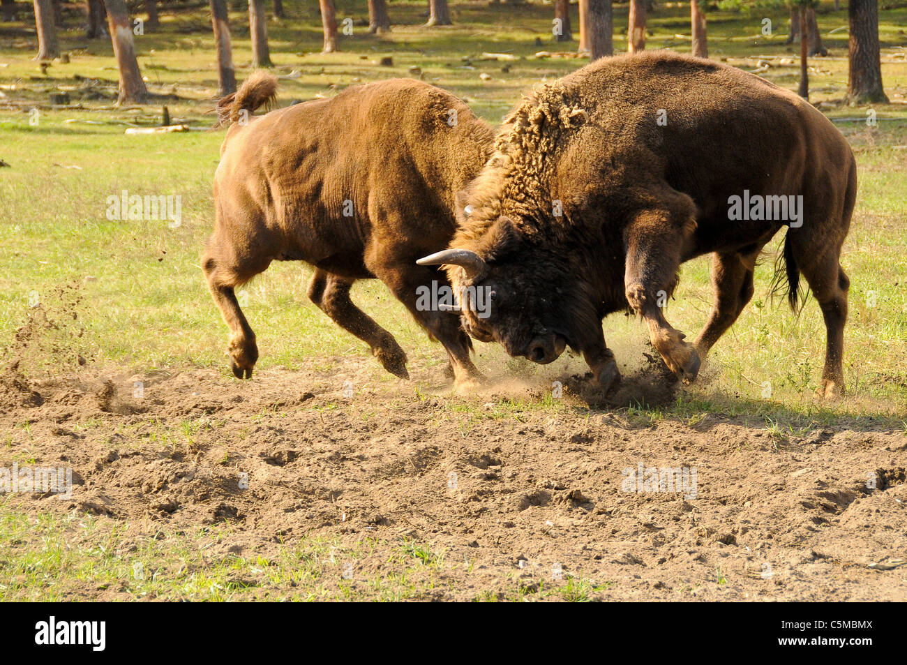 Eurasian Bison Bison bonasus, combattimento Foto Stock