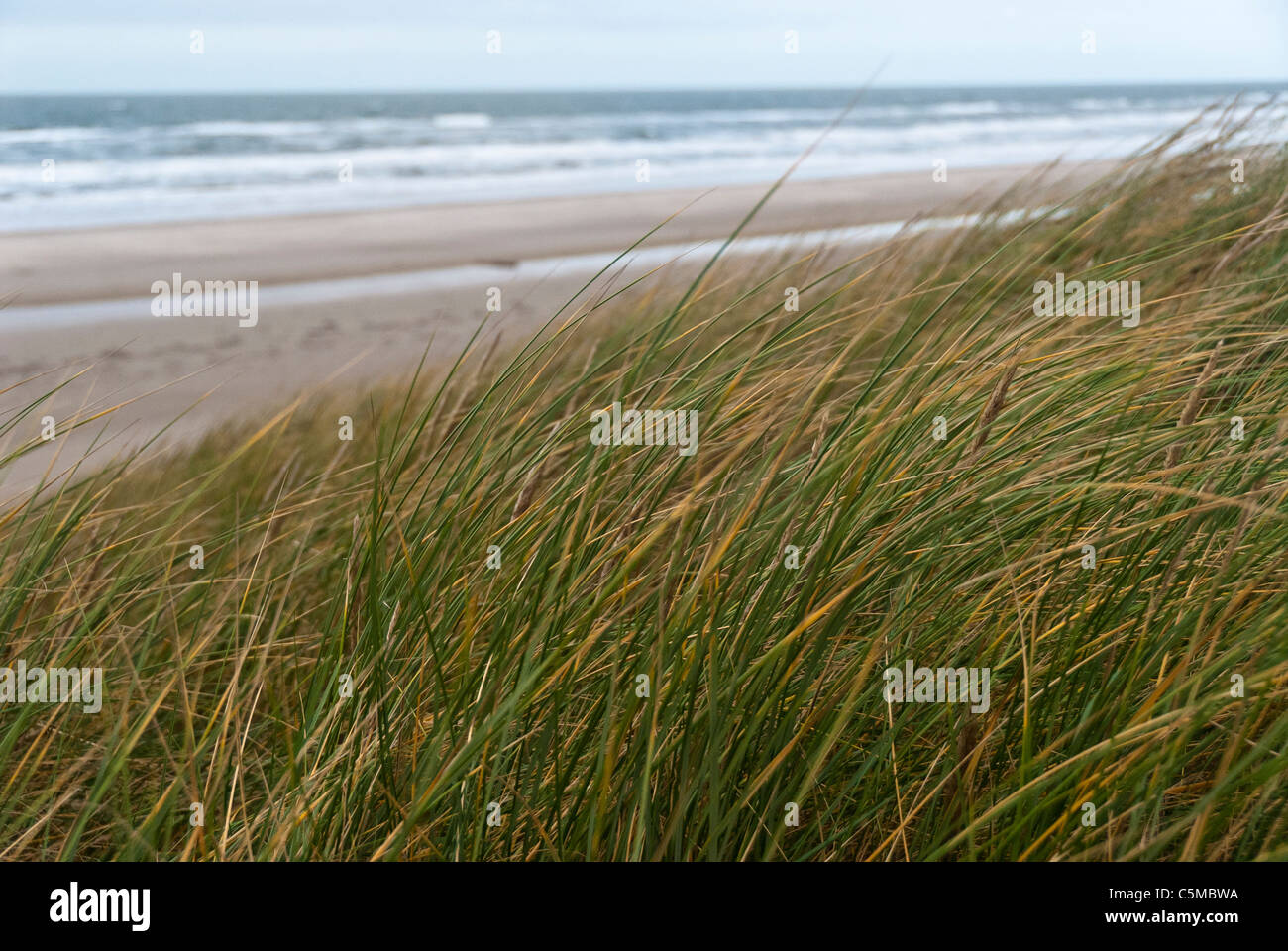 Marram europea erba, Ammophila arenaria, su una duna vicino alla spiaggia del Mare del Nord, Danimarca Foto Stock