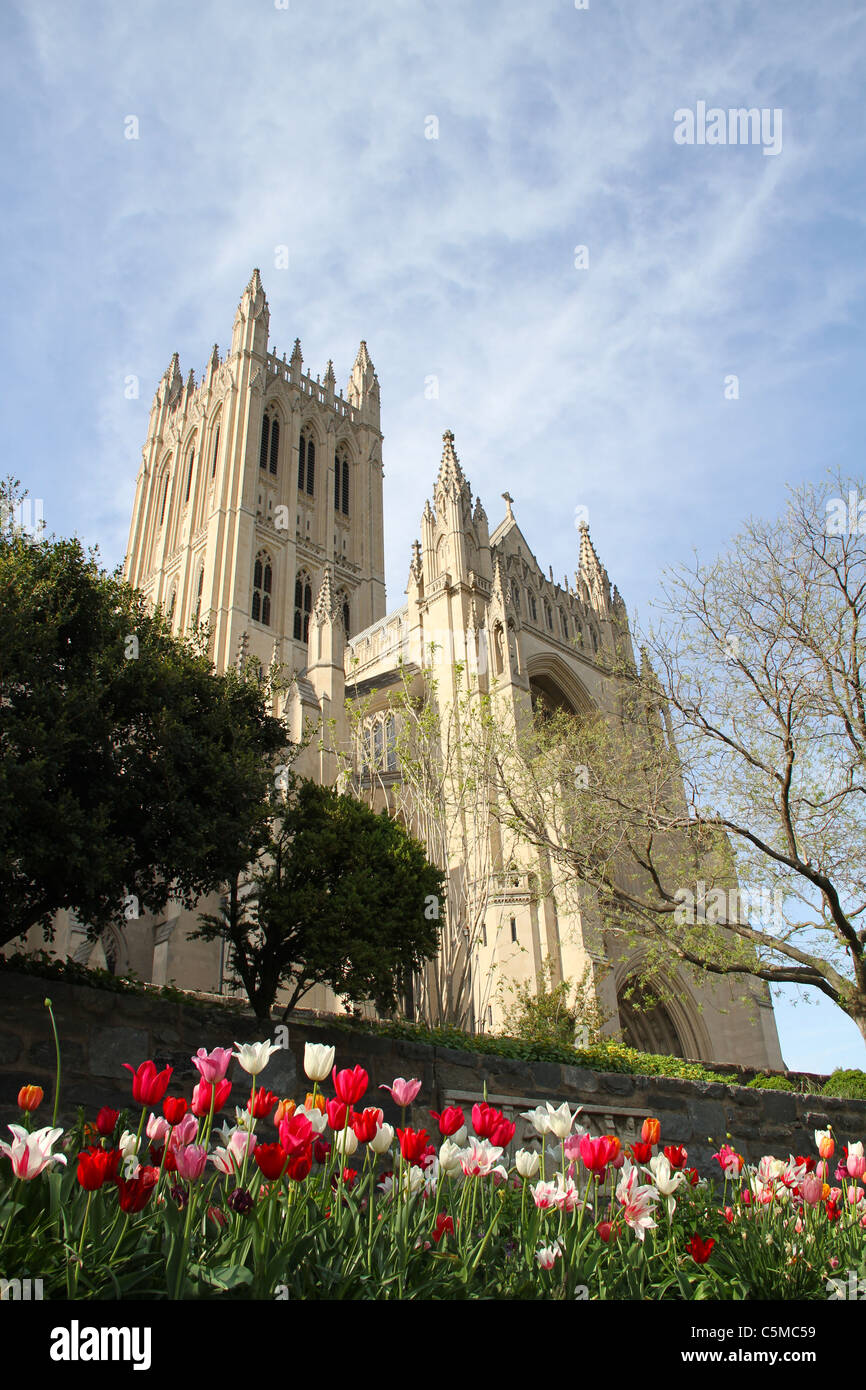 La Cattedrale Nazionale di Washington il tempo primaverile con i tulipani Washington DC USA Foto Stock