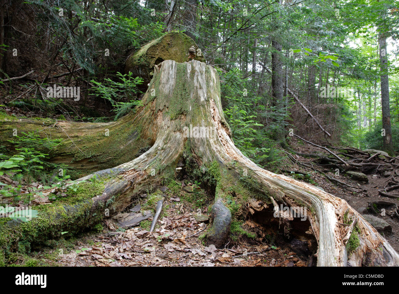 Pino che è stato tagliato con una motosega da trail equipaggio negli ultimi anni lungo Greeley Pond Trail nelle White Mountains, NH Foto Stock