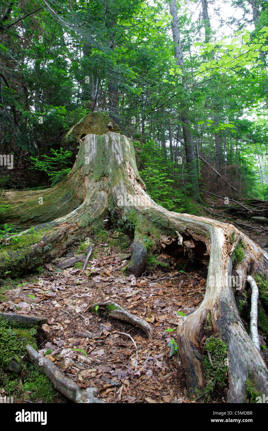 Pino che è stato tagliato con una motosega da trail equipaggio negli ultimi anni lungo Greeley Pond Trail nelle White Mountains, NH Foto Stock