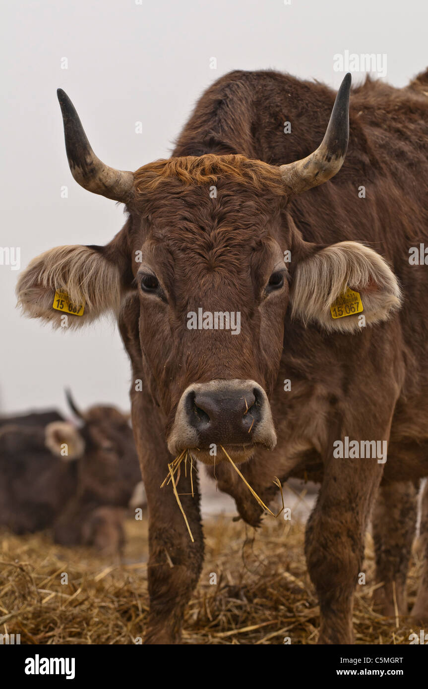 Svizzero marrone, Razza Braunvieh, bovini domestici, Bos primigenius taurus, pascolo Foto Stock