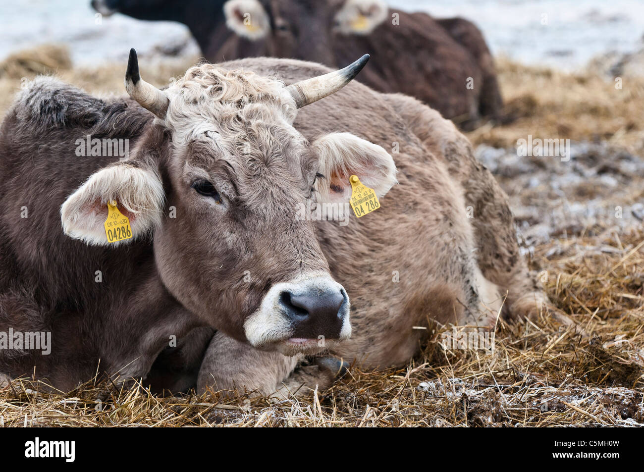 Svizzero marrone, Razza Braunvieh, bovini domestici, Bos primigenius taurus, su un pascolo in inverno Foto Stock