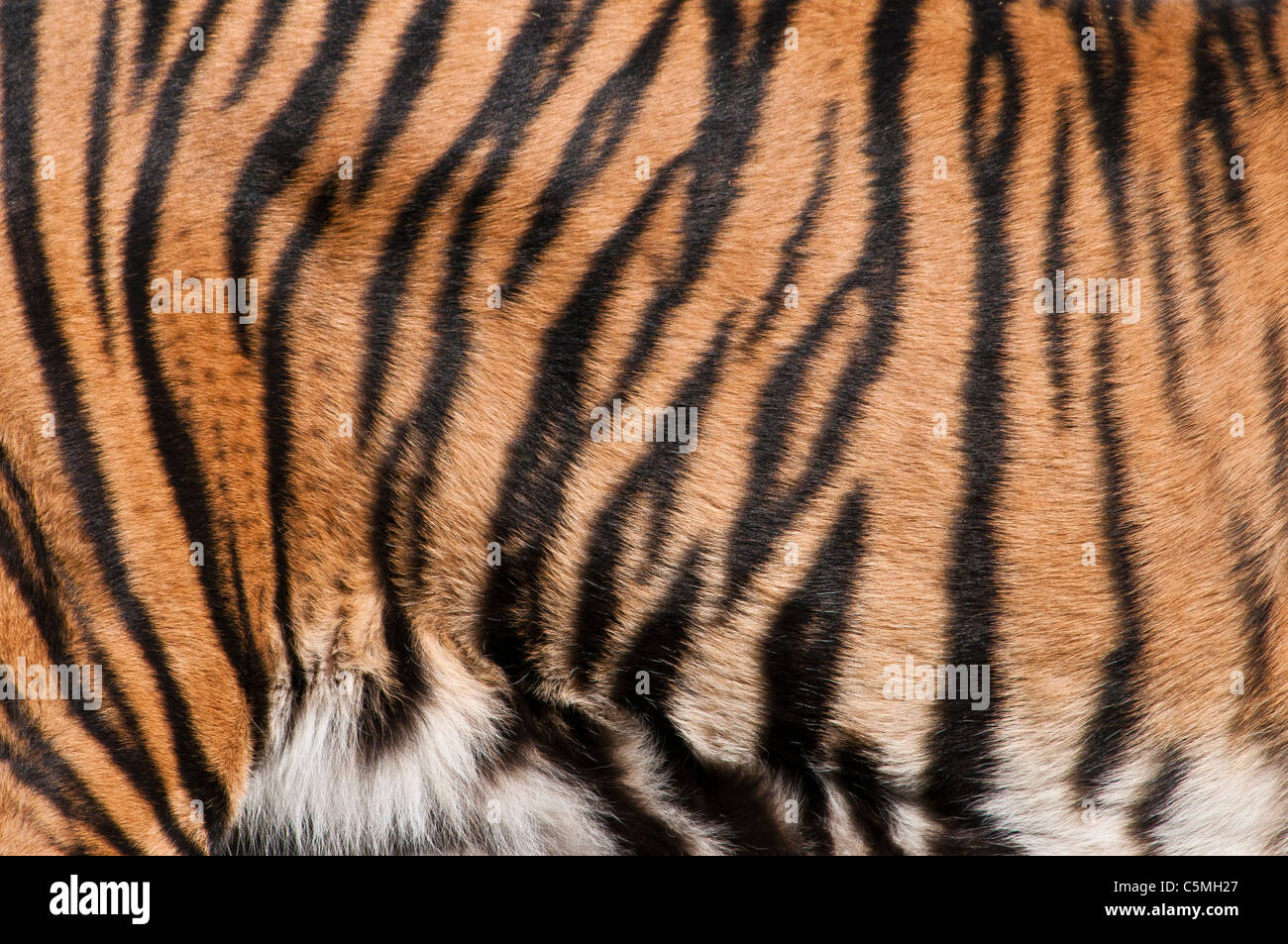 Struttura di rivestimento della tigre siberiana, Panthera tigris altaica Foto Stock