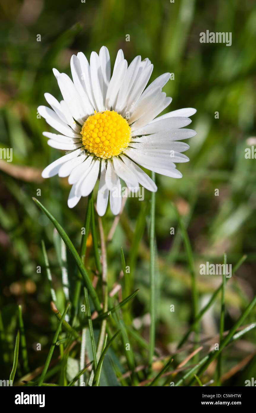 Daisy in un prato, Bellis perennis Foto Stock