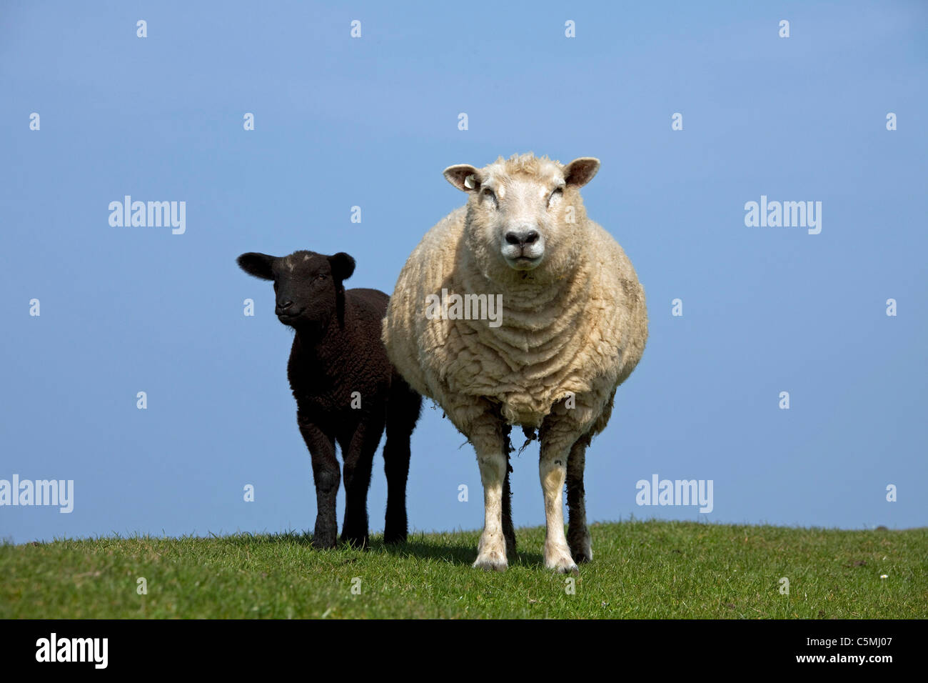Gli animali domestici delle specie ovina (Ovis ammon aries) . Pecora con agnello nero su una diga, Frisia settentrionale, Germania. Foto Stock
