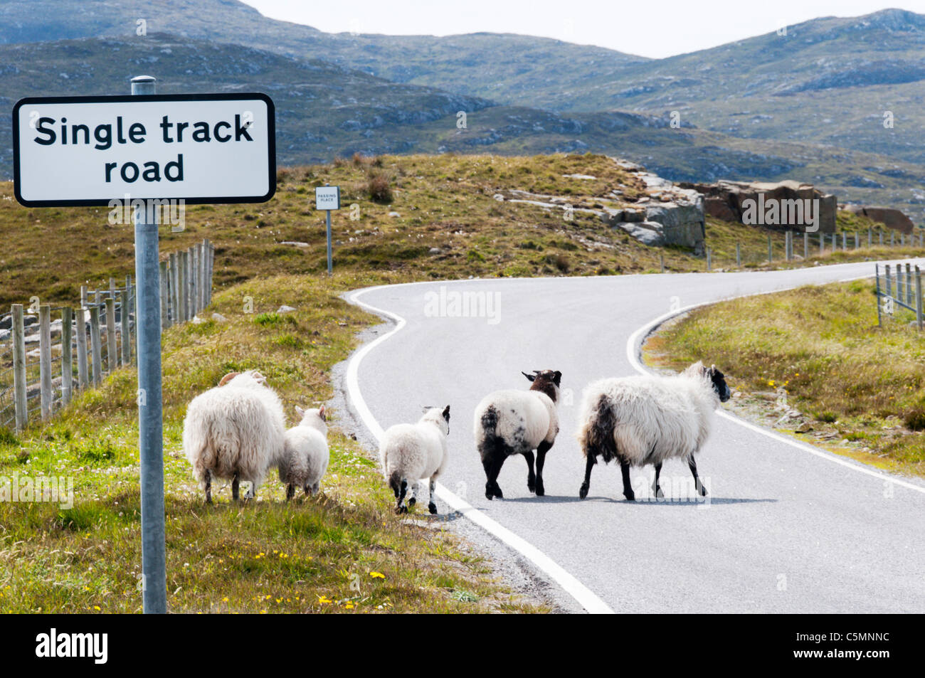 Pecore attraversando una singola via strada in Scozia. Foto Stock