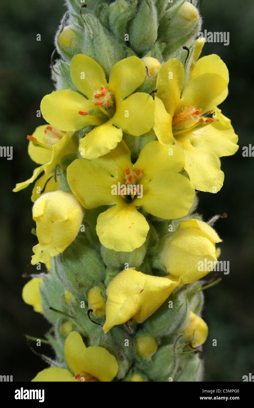 Close-up di fiori di grande o comune Molène Mullein thapsus Foto Stock